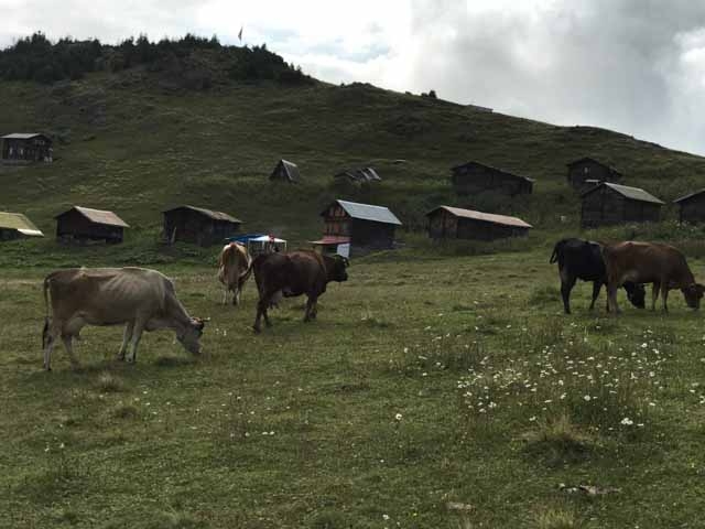 Herkes bu yaylalara koşuyor! Eşsiz güzellik 12