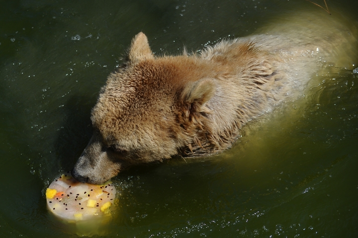 Sıcaktan bunalan ayıların buzlu meyve keyfi 7
