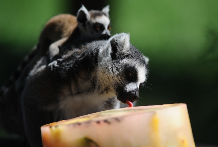 Lemurların buzlu karpuz keyfi 1