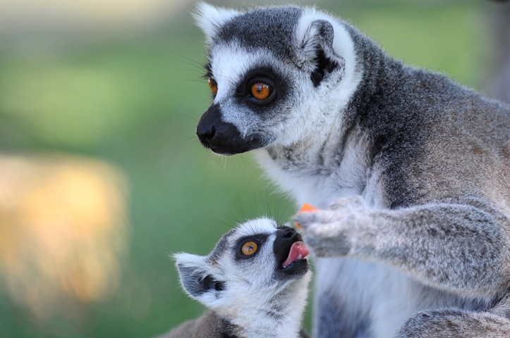 Lemurların buzlu karpuz keyfi 11