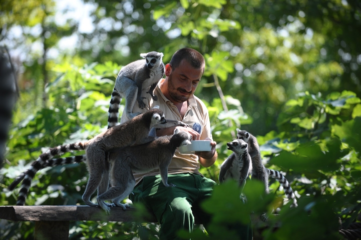 Lemurların buzlu karpuz keyfi 15