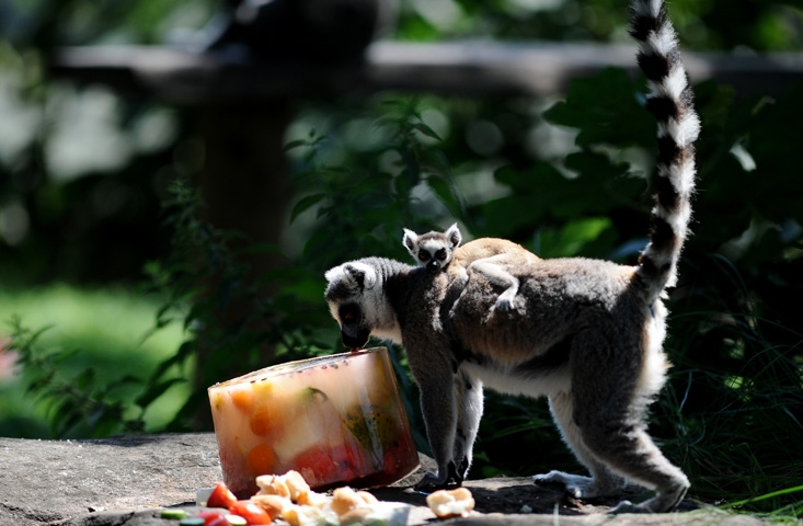 Lemurların buzlu karpuz keyfi 3