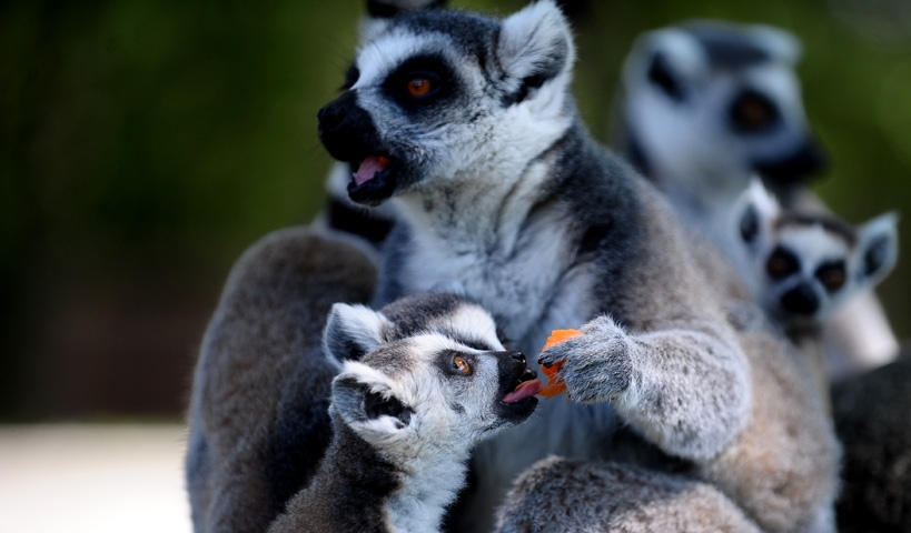 Lemurların buzlu karpuz keyfi 4