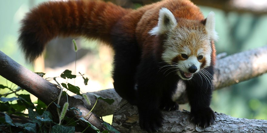 Bursa Hayvanat Bahçesi'nin yeni misafiri kırmızı pandalar