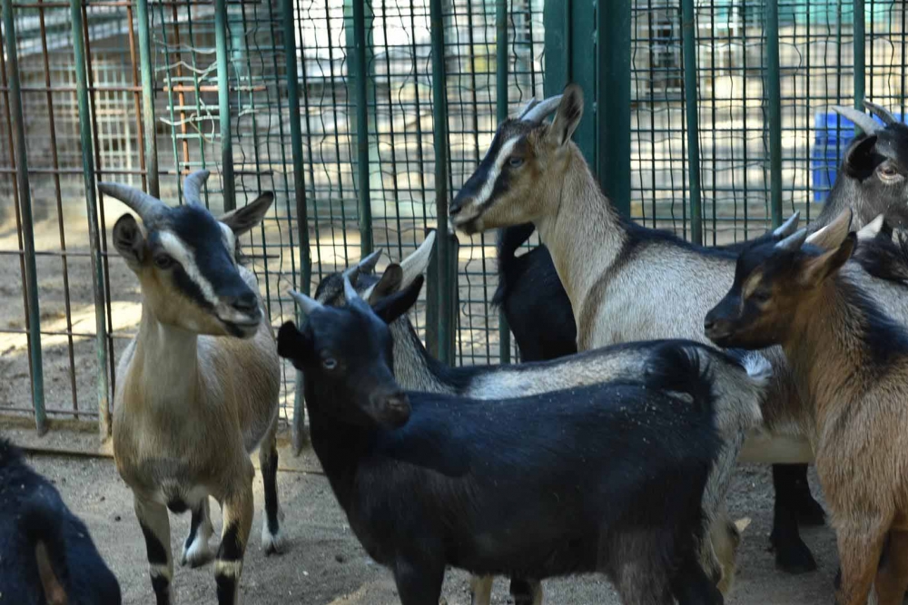 Keçiören Evcil Hayvanlar Parkı’nın Yeni Üyeleri Dünyaya Gözlerini Açtı 1