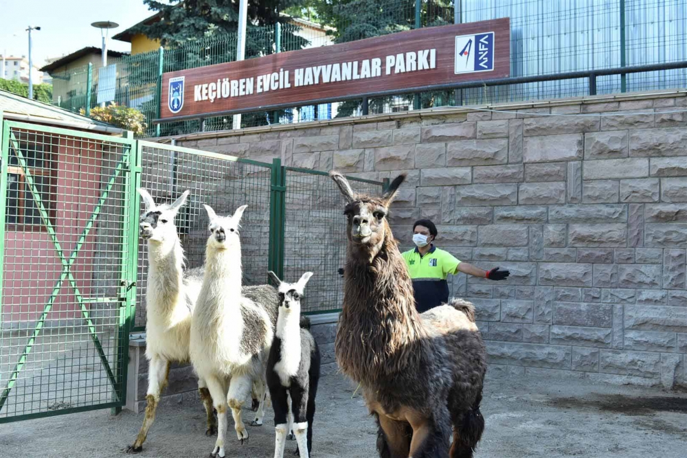 Keçiören Evcil Hayvanlar Parkı’nın Yeni Üyeleri Dünyaya Gözlerini Açtı 10