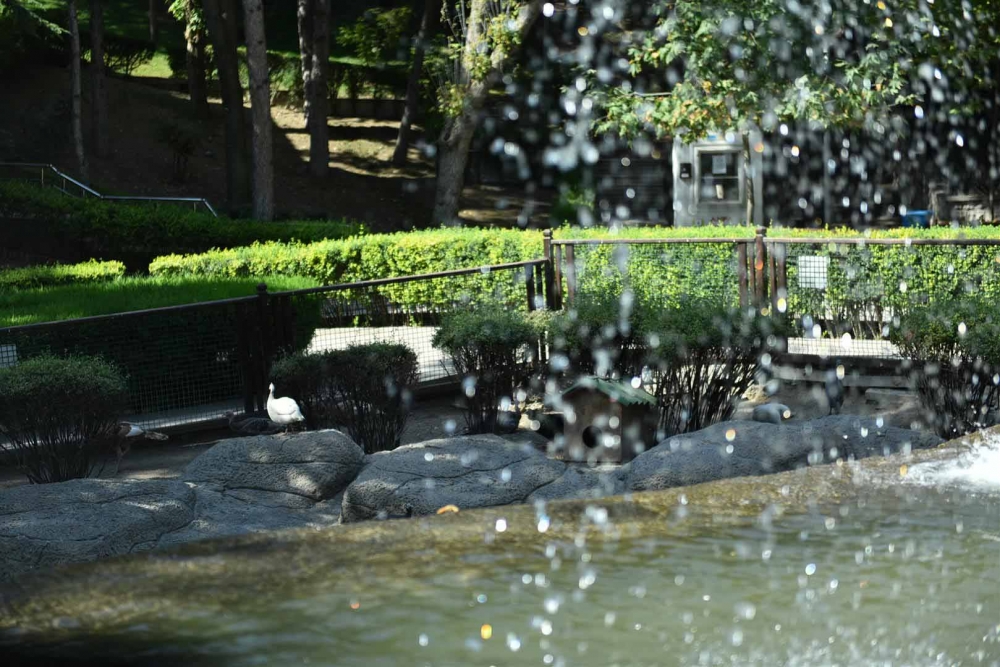 Keçiören Evcil Hayvanlar Parkı’nın Yeni Üyeleri Dünyaya Gözlerini Açtı 12