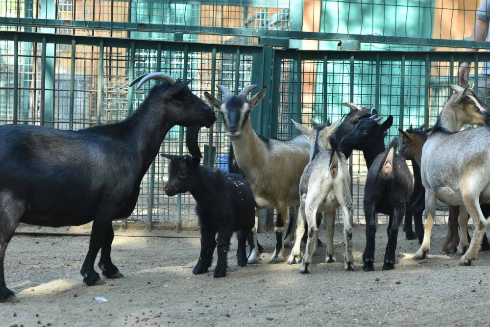 Keçiören Evcil Hayvanlar Parkı’nın Yeni Üyeleri Dünyaya Gözlerini Açtı 21