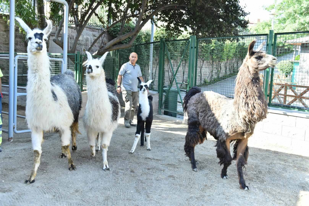 Keçiören Evcil Hayvanlar Parkı’nın Yeni Üyeleri Dünyaya Gözlerini Açtı 27