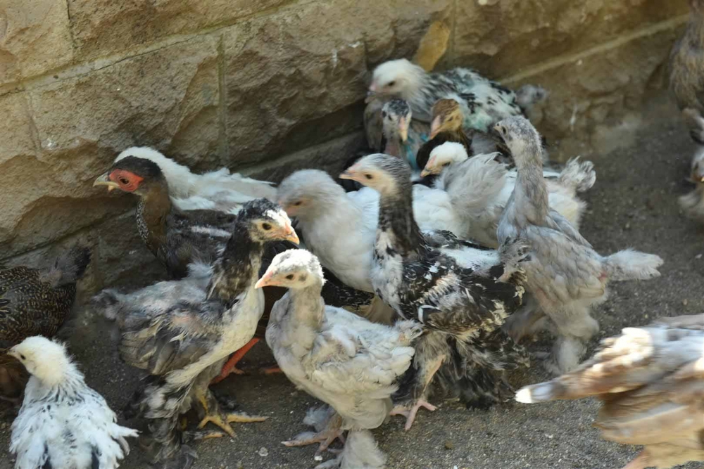 Keçiören Evcil Hayvanlar Parkı’nın Yeni Üyeleri Dünyaya Gözlerini Açtı 32