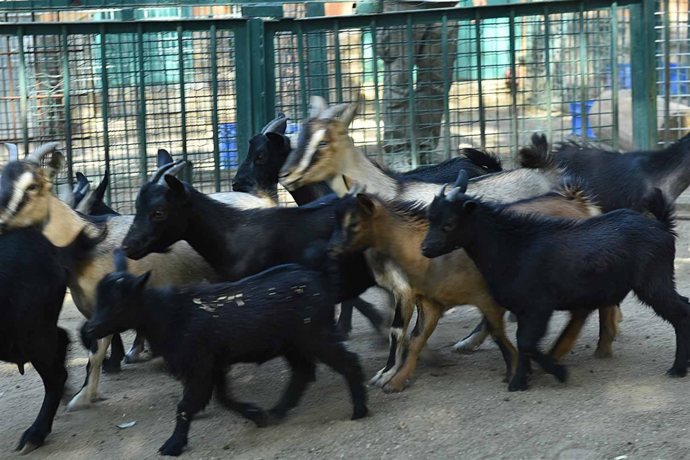 Keçiören Evcil Hayvanlar Parkı’nın Yeni Üyeleri Dünyaya Gözlerini Açtı 33