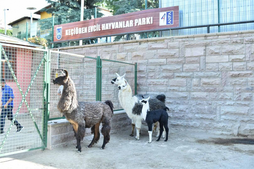 Keçiören Evcil Hayvanlar Parkı’nın Yeni Üyeleri Dünyaya Gözlerini Açtı 7