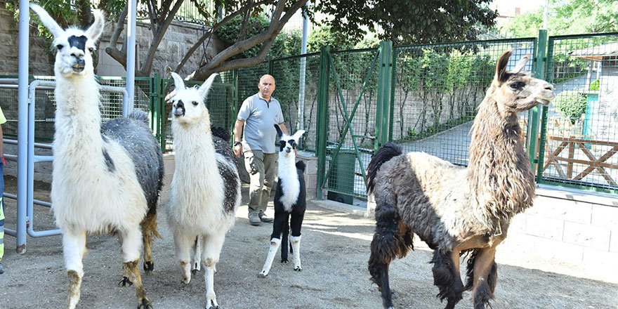 Keçiören Evcil Hayvanlar Parkı’nın Yeni Üyeleri Dünyaya Gözlerini Açtı