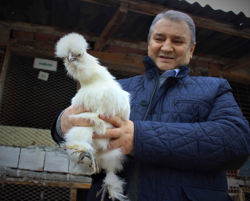 Bu tavuklar yemeklik değil seyirlik 10