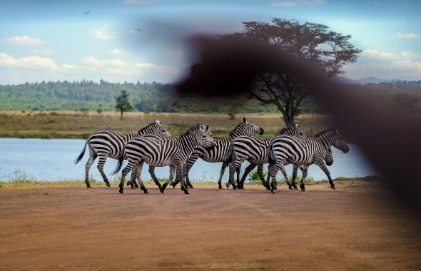 Afrika’da vahşi yaşam 6