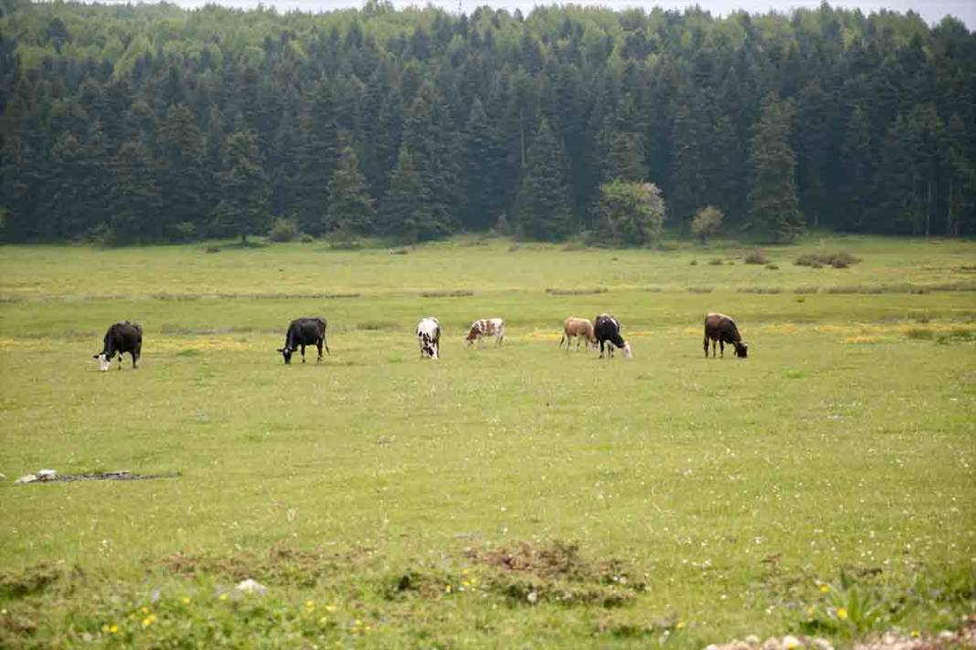 Bolu'da At Yaylası, yeşillenen otlaklarıyla yılkı atlarını ve hayvan sürülerine ev sahipliği yapıyor 1