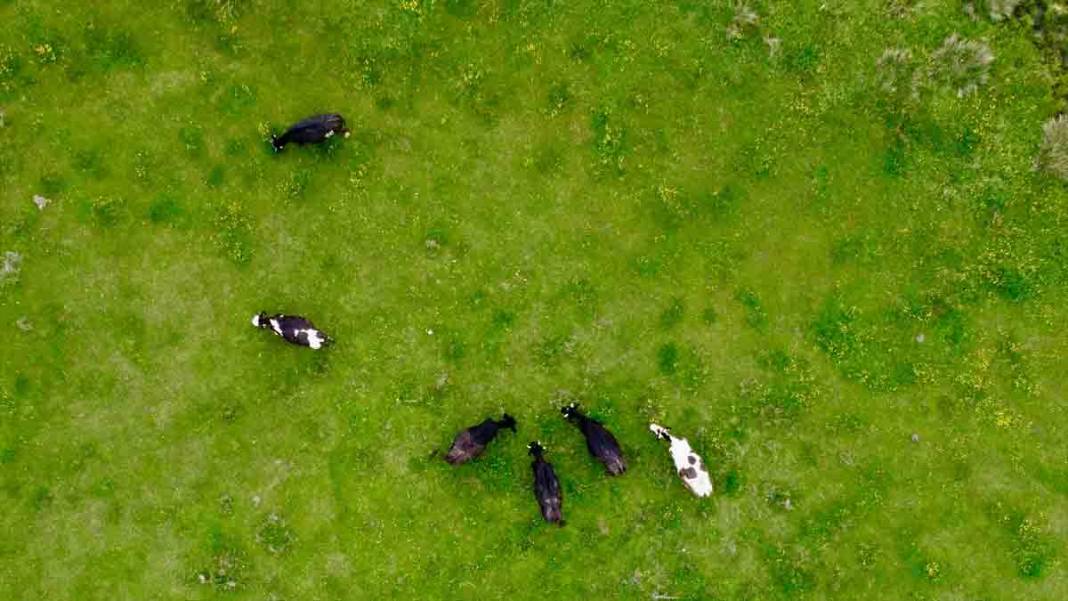 Bolu'da At Yaylası, yeşillenen otlaklarıyla yılkı atlarını ve hayvan sürülerine ev sahipliği yapıyor 2