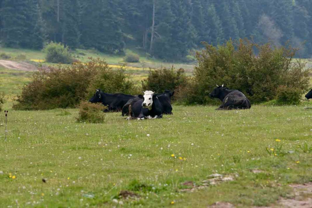 Bolu'da At Yaylası, yeşillenen otlaklarıyla yılkı atlarını ve hayvan sürülerine ev sahipliği yapıyor 5