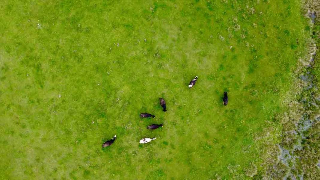 Bolu'da At Yaylası, yeşillenen otlaklarıyla yılkı atlarını ve hayvan sürülerine ev sahipliği yapıyor 8