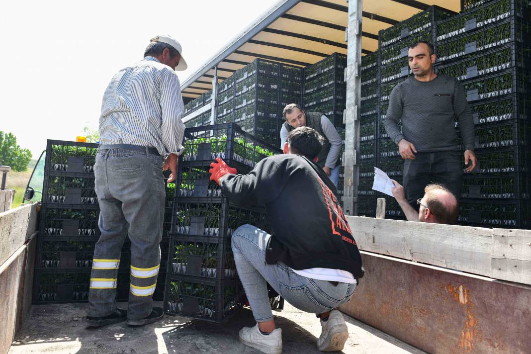 Ankara’da yerli üreticiye destek devam ediyor: ABB sebze fidesi dağıtımına başladı 20