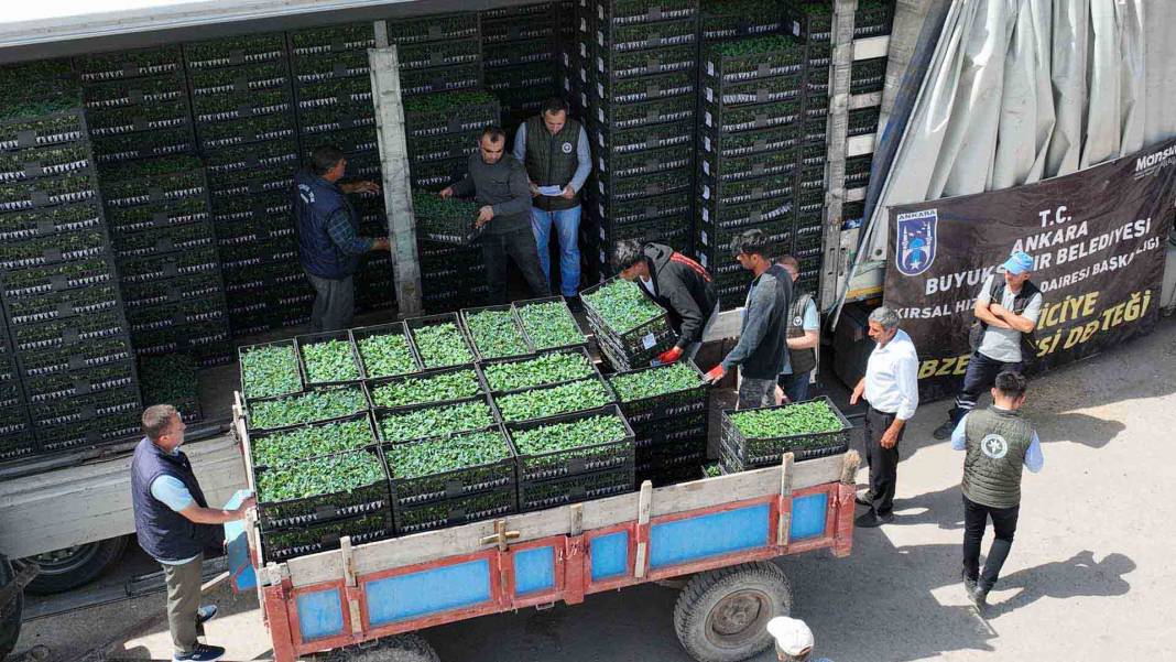 Ankara’da yerli üreticiye destek devam ediyor: ABB sebze fidesi dağıtımına başladı 5