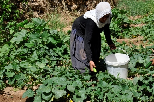 200 yıllık geleneği sürdüren köylüler hasta olmuyor 1