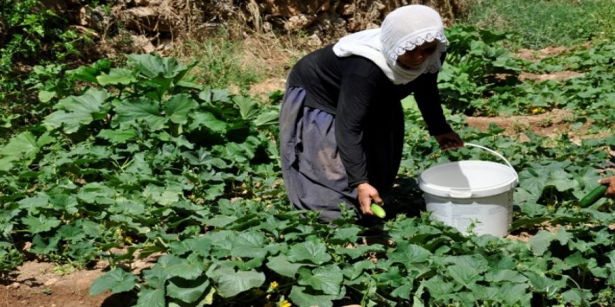 200 yıllık geleneği sürdüren köylüler hasta olmuyor