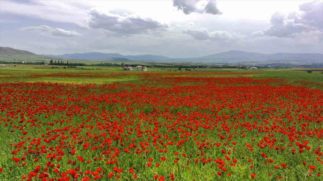 Elazığ'da kırmızıya bürünen gelincik tarlası doğaseverlerin yeni gözdesi oldu 1