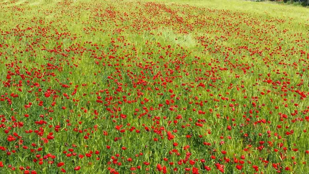 Elazığ'da kırmızıya bürünen gelincik tarlası doğaseverlerin yeni gözdesi oldu 10