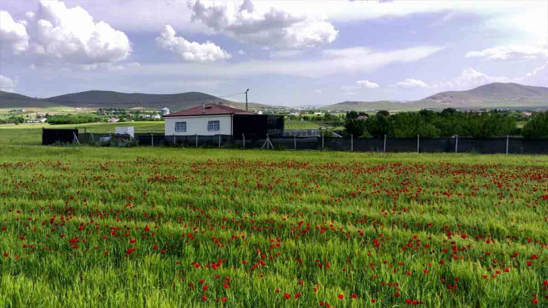 Elazığ'da kırmızıya bürünen gelincik tarlası doğaseverlerin yeni gözdesi oldu 5