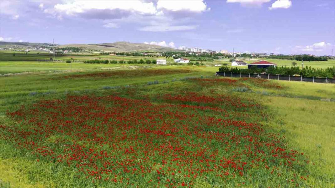 Elazığ'da kırmızıya bürünen gelincik tarlası doğaseverlerin yeni gözdesi oldu 9