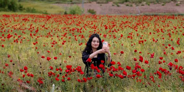 Elazığ'da kırmızıya bürünen gelincik tarlası doğaseverlerin yeni gözdesi oldu