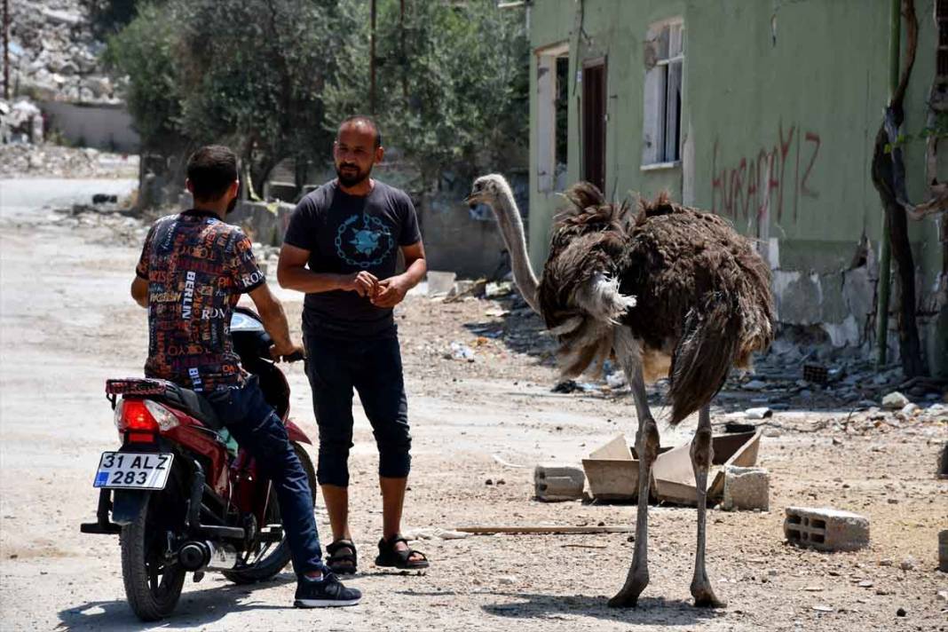 "Gökhan" ile "Fadime" isimlerini verdiği deve kuşlarını enkaza dönen mahallesinde besliyor 1