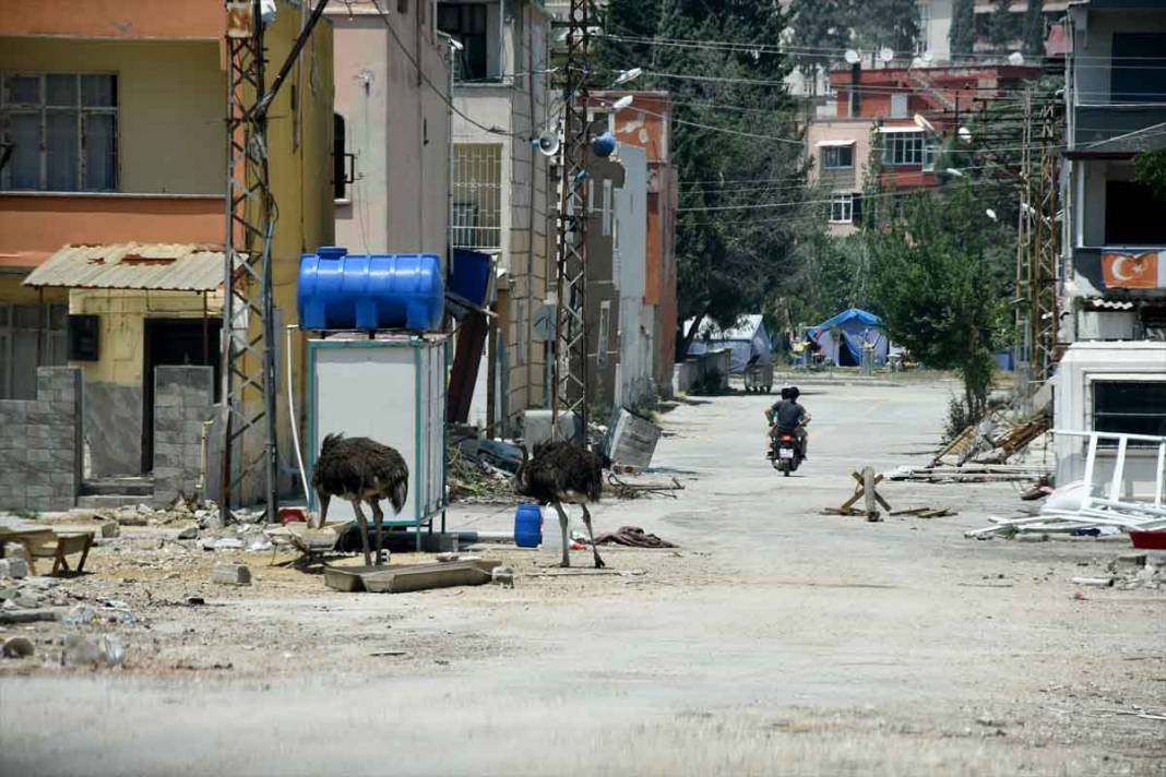 "Gökhan" ile "Fadime" isimlerini verdiği deve kuşlarını enkaza dönen mahallesinde besliyor 14