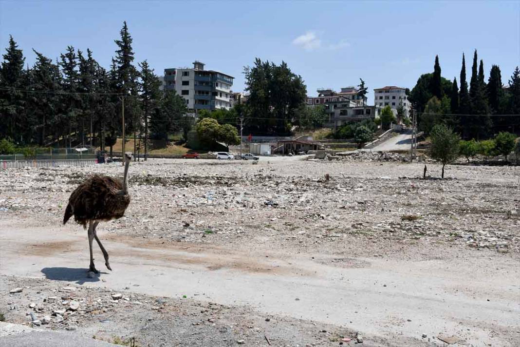 "Gökhan" ile "Fadime" isimlerini verdiği deve kuşlarını enkaza dönen mahallesinde besliyor 18