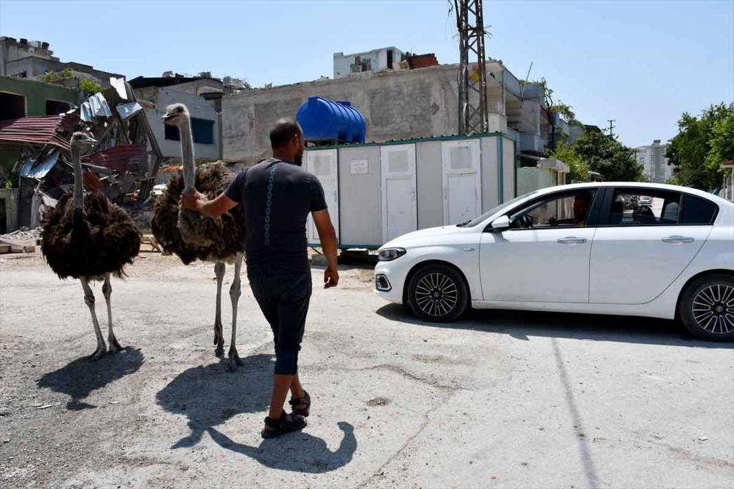 "Gökhan" ile "Fadime" isimlerini verdiği deve kuşlarını enkaza dönen mahallesinde besliyor 3