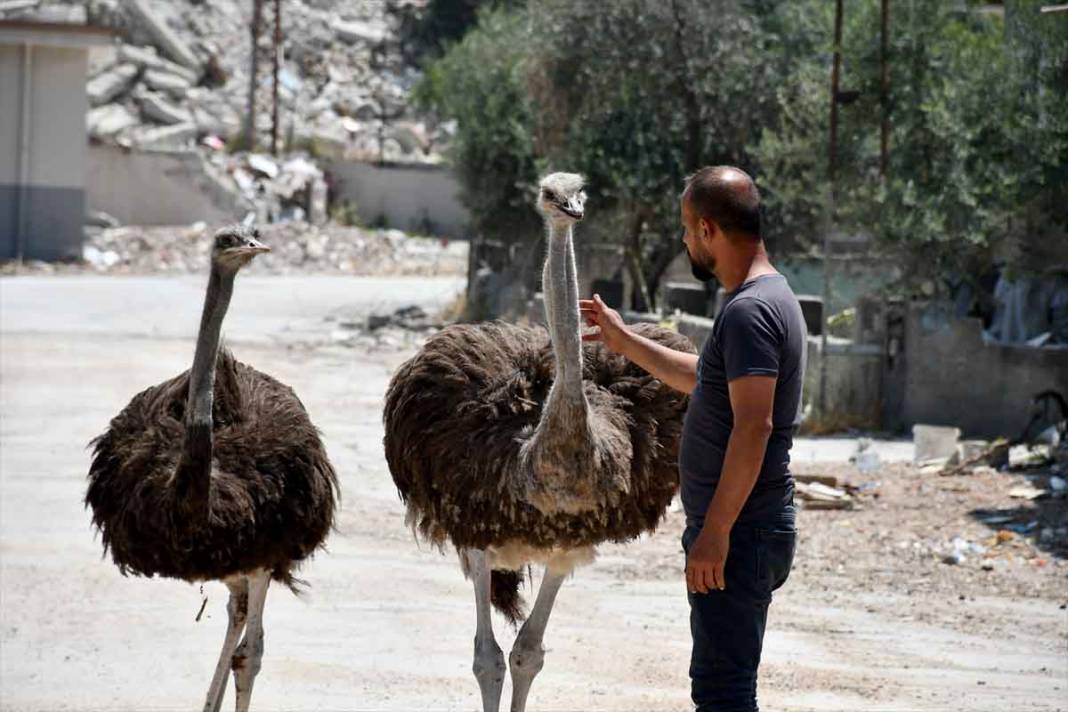 "Gökhan" ile "Fadime" isimlerini verdiği deve kuşlarını enkaza dönen mahallesinde besliyor 4