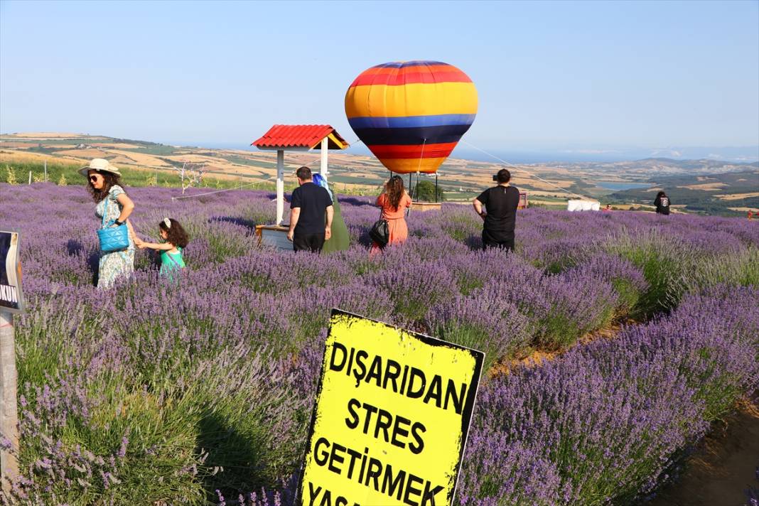 Tekirdağ'da mor renkli tarlalar bayramda yerli ve yabancı turistleri ağırladı 1