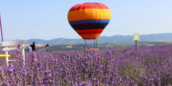 Tekirdağ'da mor renkli tarlalar bayramda yerli ve yabancı turistleri ağırladı