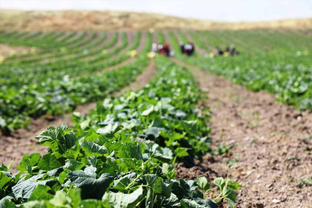 Başkentte coğrafi işaretli Çubuk turşusunun tarladaki serüveni başladı 1