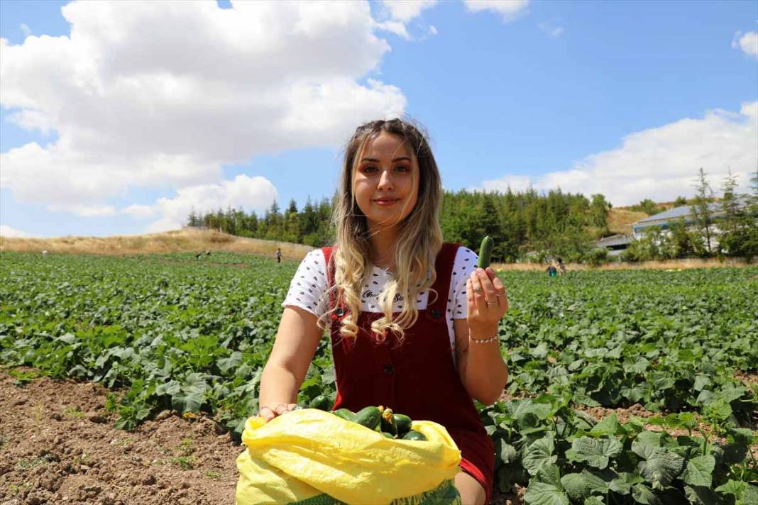 Başkentte coğrafi işaretli Çubuk turşusunun tarladaki serüveni başladı 11