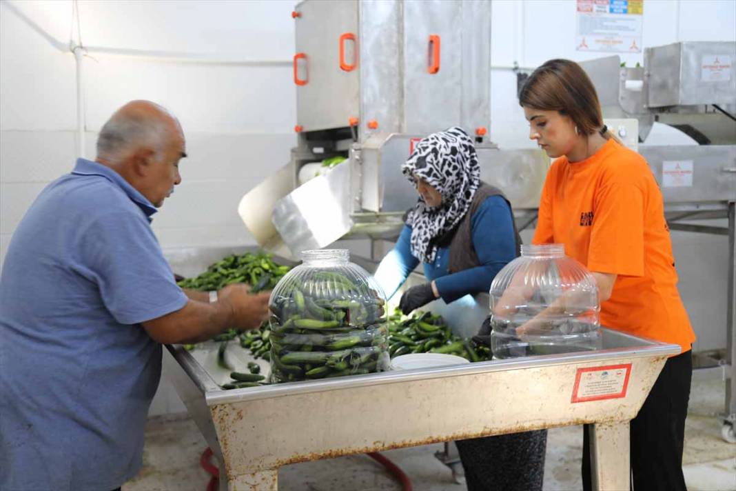 Başkentte coğrafi işaretli Çubuk turşusunun tarladaki serüveni başladı 12