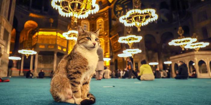 Uluslararası Kedi Günü'ne damga vuran kareler