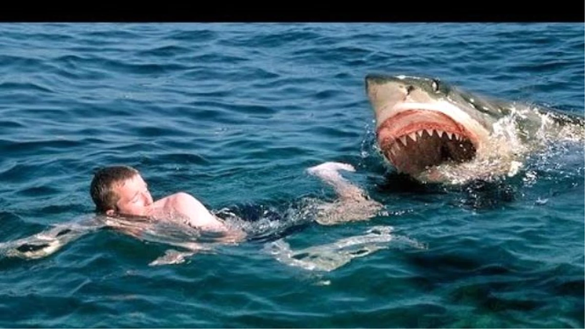 Rus turist köpekbalığı saldırısına uğradı!  Turist çığlık attı ama kimse oralı olmadı!