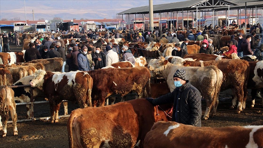 Kastamonu'da 'şap' alarmı! Canlı hayvan pazarı kapatıldı!