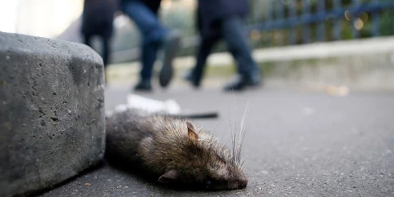 Paris'te fareler sokağı bastı
