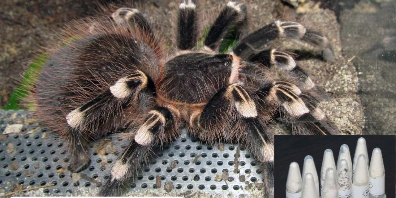 Ankara’da 76 adet yavru tarantula ele geçirildi