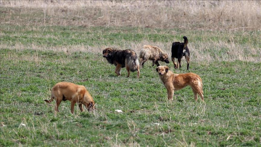 Ankara'da başıboş köpek sorunu!  Altındağ'da başıboş köpekler dehşet saçıyor!