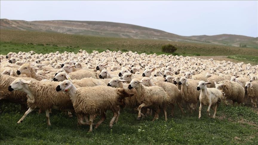 Büyükşehirlerde kurban satışları geçen yıla göre azaldı