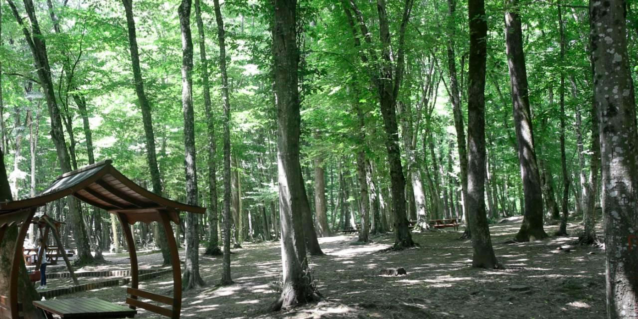 Ankara Valiliği duyurdu: 30 Eylül 2023'e kadar ormanlık alanlara girişler yasaklandı